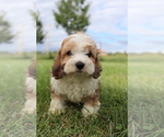 Small #3 Cavapoo