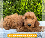 Small #26 Goldendoodle (Miniature)