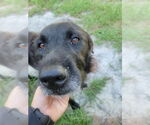 Small #1 Labrador Retriever