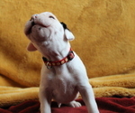Small Photo #5 Boxer Puppy For Sale in HERRIMAN, UT, USA