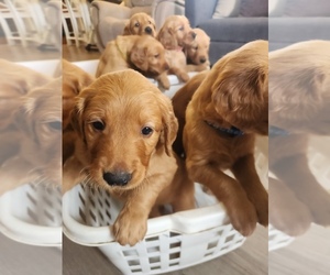 Medium Golden Retriever