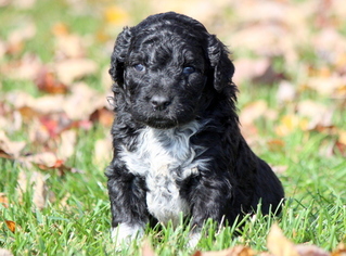 Portuguese Water Dog Puppy for sale in MOUNT JOY, PA, USA