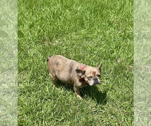French Bulldog Puppy for sale in HEMPSTEAD, TX, USA