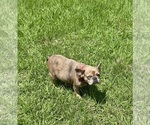 Image preview for Ad Listing. Nickname: Capone