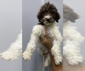 Poodle (Toy) Puppy for sale in NORTH LIBERTY, IN, USA