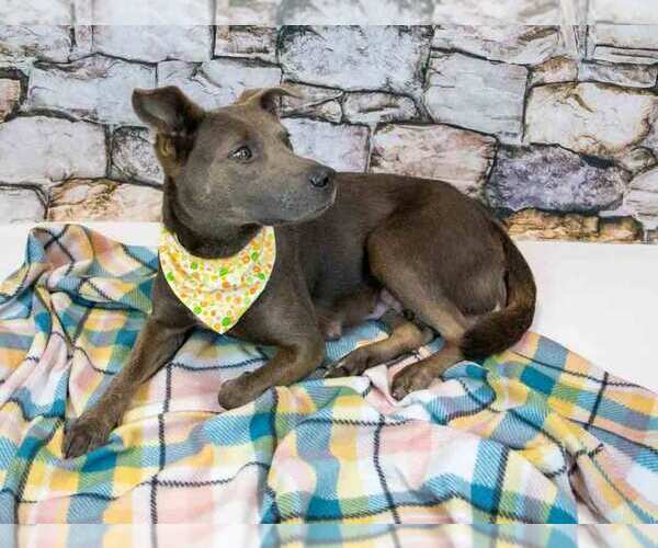 Medium Photo #5 Mutt Puppy For Sale in Kennesaw, GA, USA