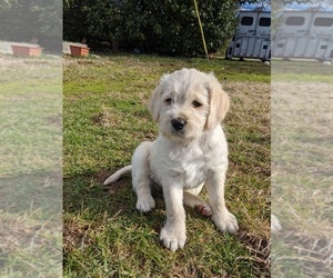 Labradoodle Puppy for sale in BAHAMA, NC, USA