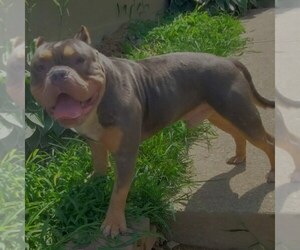 Father of the American Bully puppies born on 05/30/2025