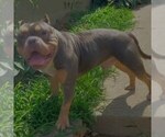 Small Photo #1 American Bully Puppy For Sale in PITTSBURGH, PA, USA