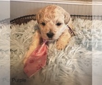 Small Photo #9 Poochon Puppy For Sale in MOUNT PLEASANT, TX, USA