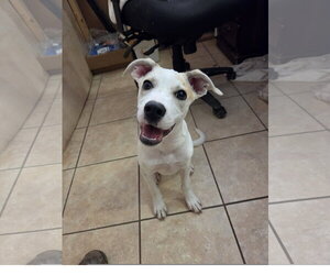 Labrador Retriever-Unknown Mix Dogs for adoption in Tracy City, TN, USA
