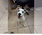 Small Labrador Retriever Mix