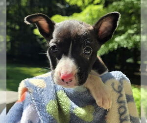 American Pit Bull Terrier-Labrador Retriever Mix Dogs for adoption in Clarkston, MI, USA