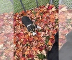 Small #2 Pembroke Welsh Corgi