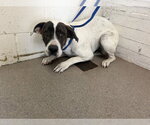 TWO-TONE - Female Mutt Dog for Adoption - Small photo