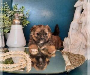 Pomeranian Puppy for sale in LE MARS, IA, USA