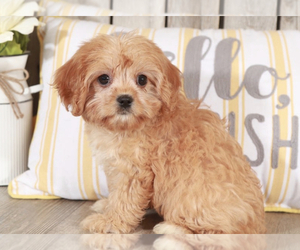 Cavachon Puppy for sale in MOUNT VERNON, OH, USA