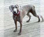 Small #3 Weimaraner