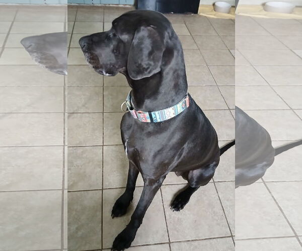 Medium Photo #3 Great Dane Puppy For Sale in Newfoundland, PA, USA