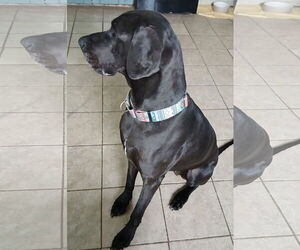 Gracie - Female Great Dane Dog for Adoption - Photo #3