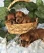 Small Photo #6 Yorkshire Terrier Puppy For Sale in KYLE, TX, USA