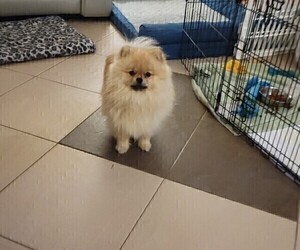 Father of the Pomeranian puppies born on 04/03/2022