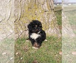 Puppy Shawn Bernedoodle (Miniature)