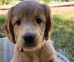 Small #2 Doodle-Goldendoodle Mix