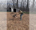 Small #2 Mountain Cur-Plott Hound Mix