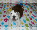 Small Photo #1 American Bulldog-Olde Bulldog Mix Puppy For Sale in ORO VALLEY, AZ, USA