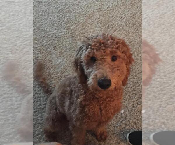Medium Photo #1 Goldendoodle Puppy For Sale in LADYSMITH, WI, USA