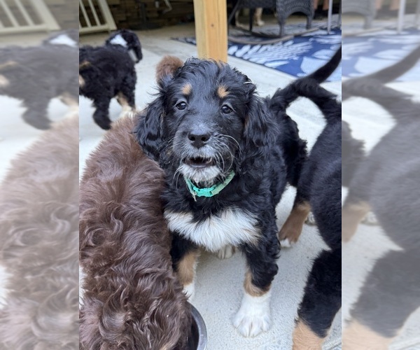 Medium Photo #25 Aussiedoodle-Bernedoodle Mix Puppy For Sale in LOGAN, OH, USA