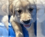 Image preview for Ad Listing. Nickname: Puppy