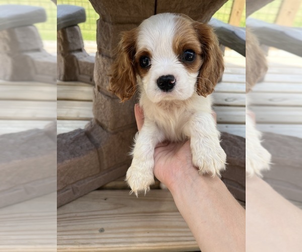Medium Photo #1 Cavalier King Charles Spaniel Puppy For Sale in BALSAM LAKE, WI, USA