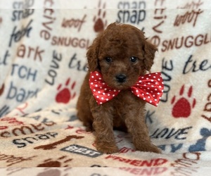 Cavapoo Puppy for sale in LAKELAND, FL, USA