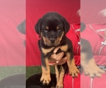 Small Photo #7 Rottweiler Puppy For Sale in MIRA LOMA, CA, USA
