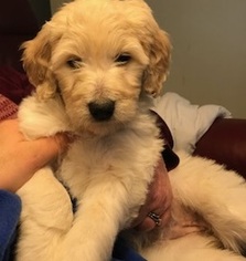 Labradoodle Puppy for sale in RIVER FALLS, WI, USA