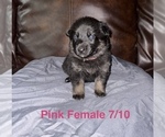 Small #4 German Shepherd Dog