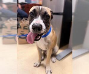 Mutt Dogs for adoption in Chula Vista, CA, USA