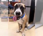AANG - Male Mutt Dog for Adoption - Small photo
