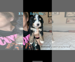 Small Photo #11 Bernedoodle Puppy For Sale in BELMONT, NC, USA