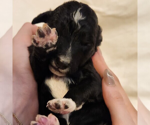 Medium Photo #9 F2 Aussiedoodle Puppy For Sale in COLUMBIA, TN, USA