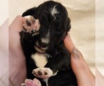 Small #8 F2 Aussiedoodle