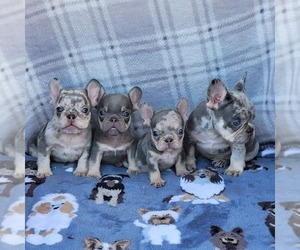 French Bulldog Puppy for Sale in HESPERIA, California USA