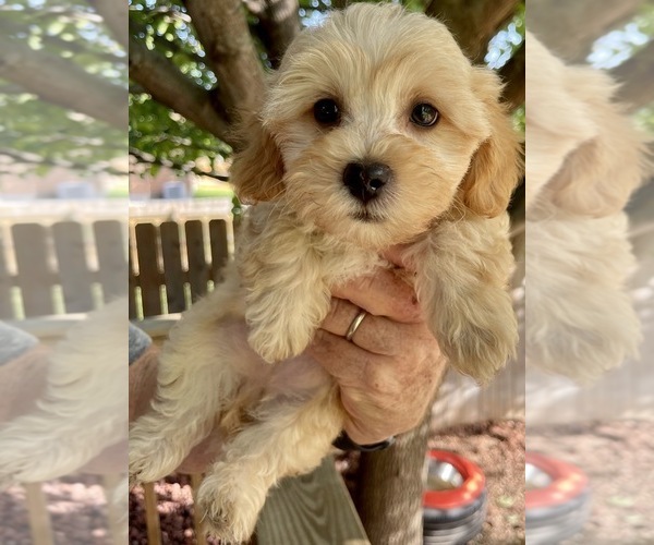Medium Photo #3 Yorkshire Terrier Puppy For Sale in GEORGETOWN, TX, USA