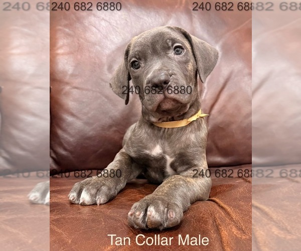 Medium Photo #1 Cane Corso Puppy For Sale in LA PLATA, MD, USA
