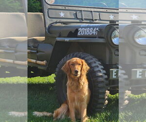 Mother of the Golden Retriever puppies born on 05/25/2025
