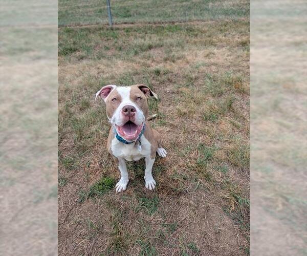 Medium Photo #2 Mutt Puppy For Sale in Forestville, MD, USA