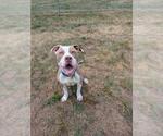Small #1 Mutt