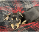 Small Photo #7 Dachshund-Labrador Retriever Mix Puppy For Sale in Anchorage, AK, USA